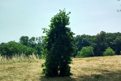 John Gerrard, Green Man, 2017